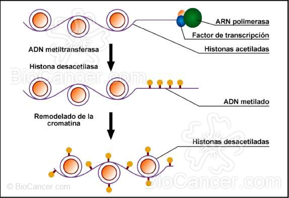 Cambios epigenéticos