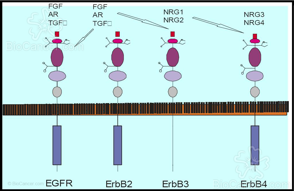  Receptores EFG. Diferencias estructurales