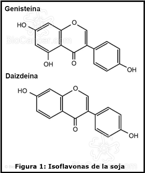 Hormonas y cáncer › Fitoestrógenos y cáncer › 2. Los Fitoestrógenos. Isoflavonas de la soja