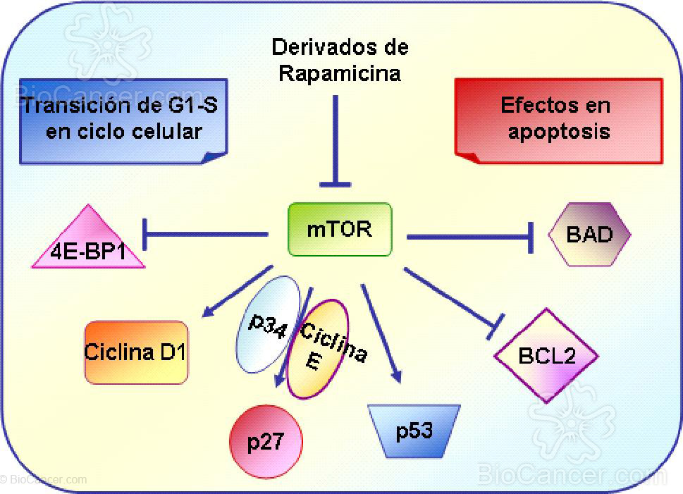 Efecto de los inhibidores de mTOR en célula cancerígenas