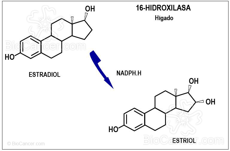 Síntesis de estriol