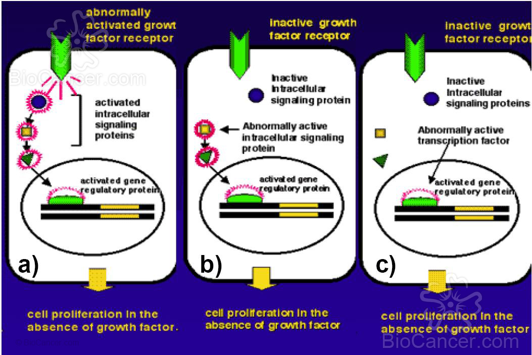Las estrategias moleculares que permiten a las células tumorales adquirir la autonomía necesaria para su proliferación en ausencia de estimulación externa provienen de señales inapropiadas activadas en la ruta hacia el núcleo a partir de una alteración en: a) la señalización desde la membrana, b) un mediador de la vía a nivel citoplasmático, o c) factores nucleares anormalmente activos