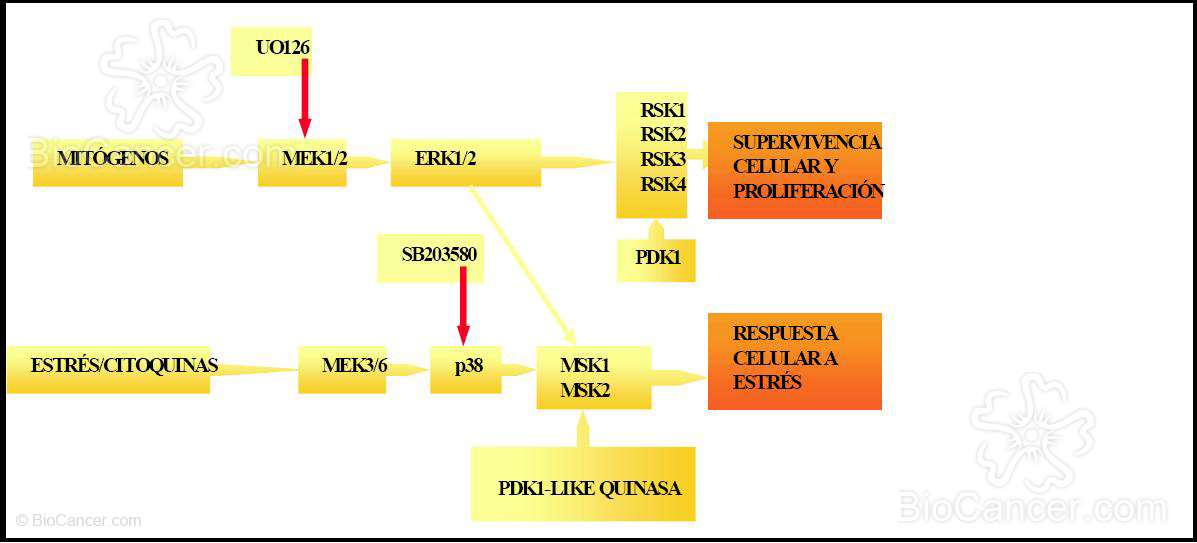 Señalización y cascadas de activación de RSKs y MSKs