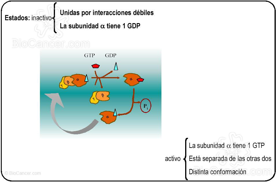 ESTADOS DE ACTIVIDAD DE LAS PROTEÍNAS G TRIMÉRICAS